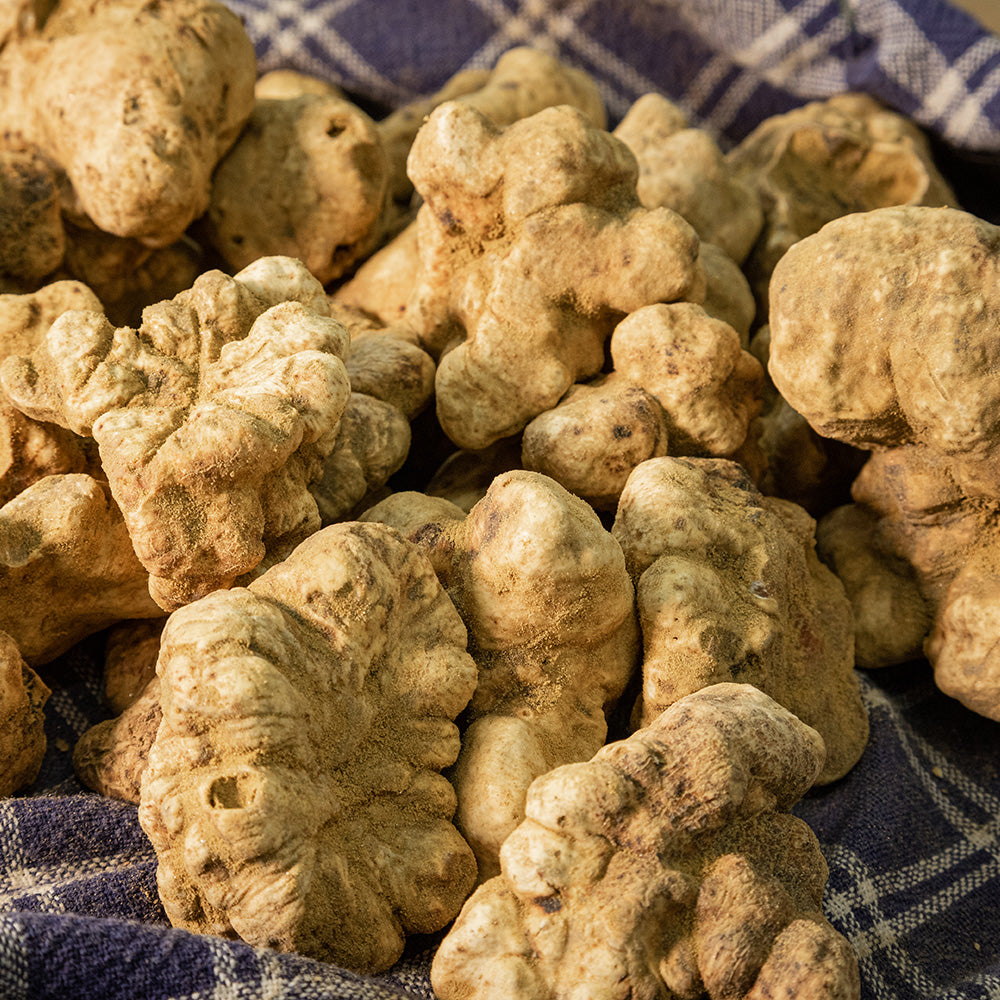 Trufa albă (Tuber magnatum Pico)