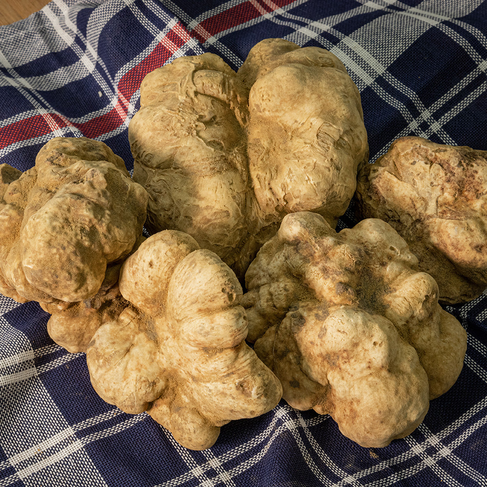 Trufa albă (Tuber magnatum Pico)