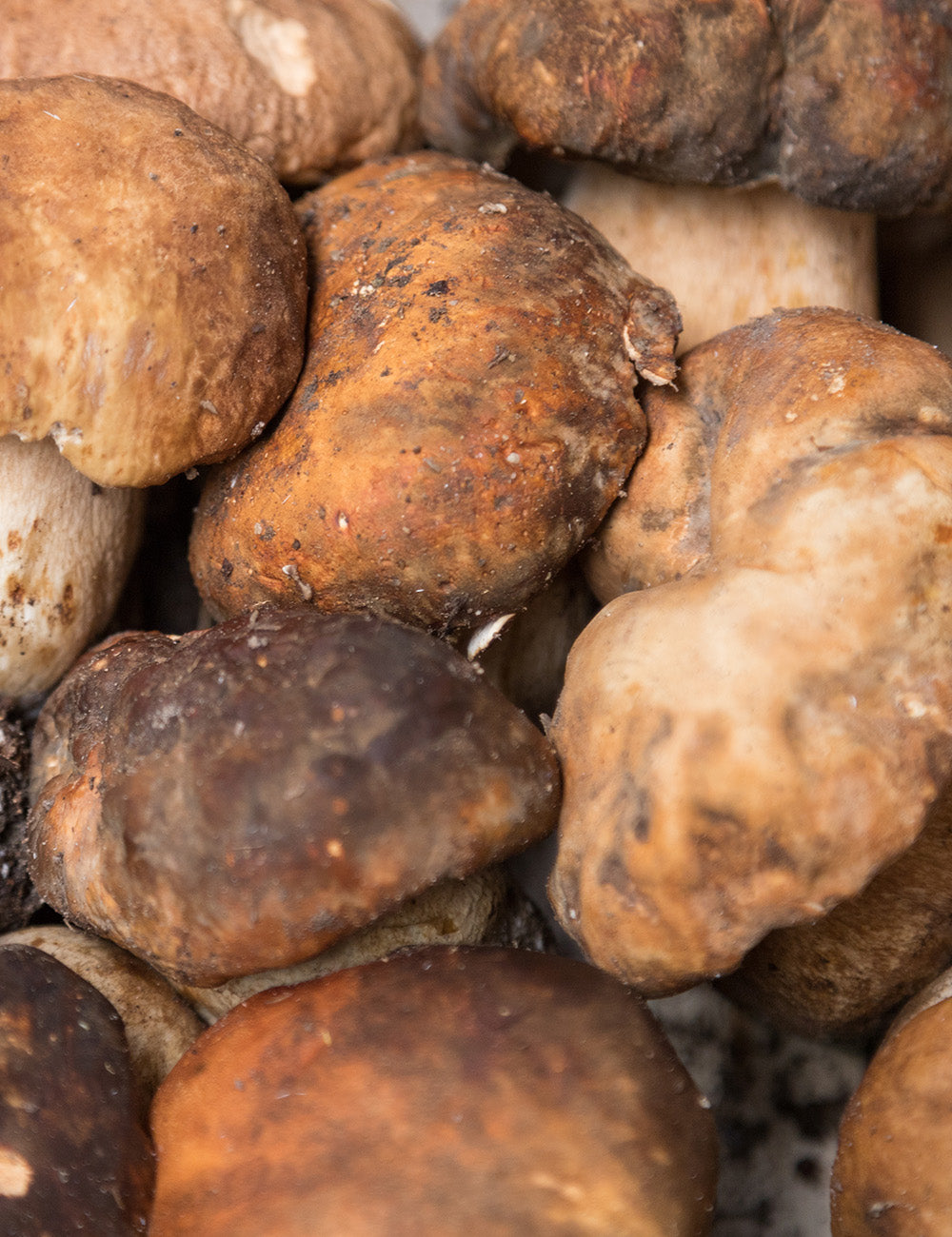 Ciuperci Porcini (Boletus Edulis)