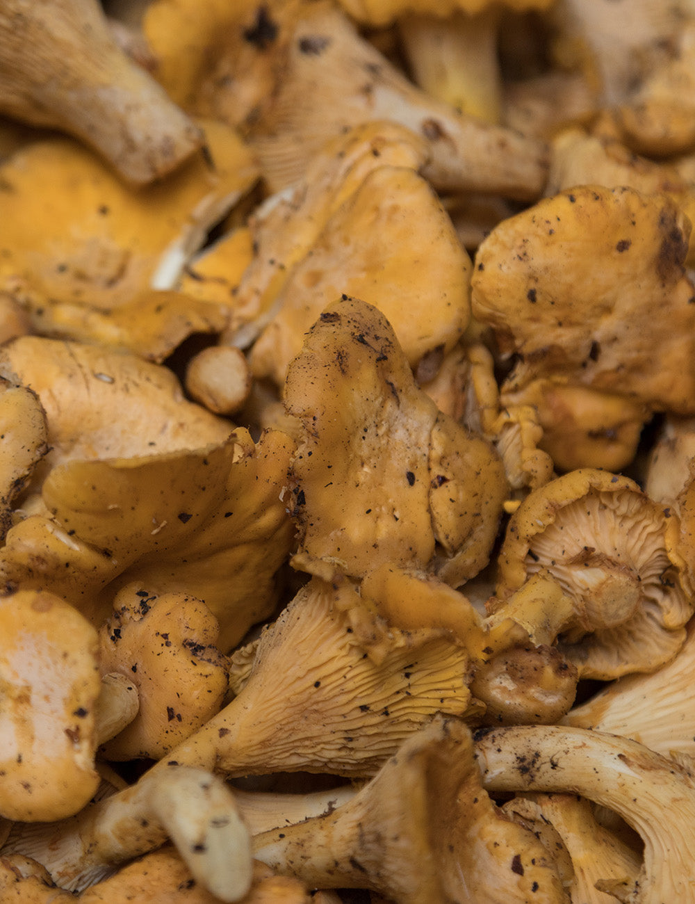 Gălbiori (Cantharellus Cibarius)